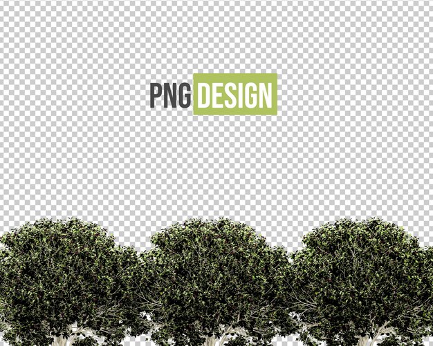 PSD isolated tropical flowers for decoration