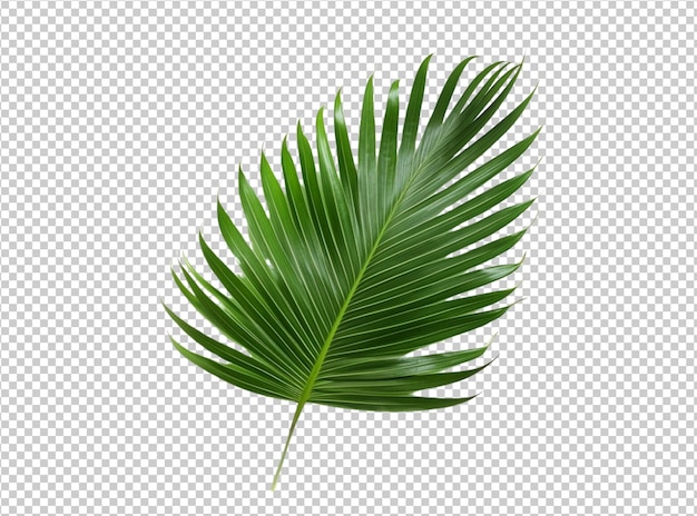 Isolated tropical leaf and srub tree