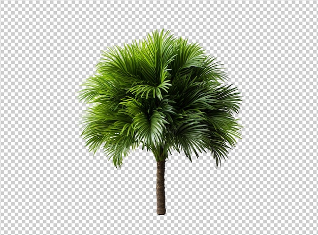 PSD isolated tropical leaf and srub tree