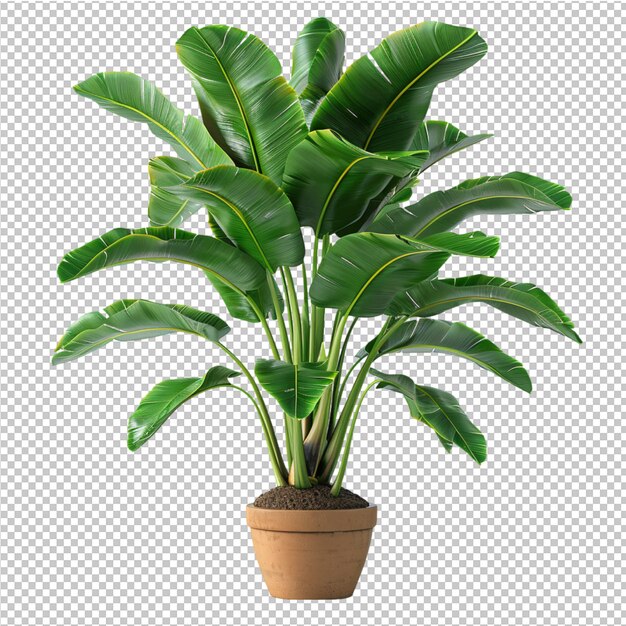 PSD isolated tropical leave and decorate