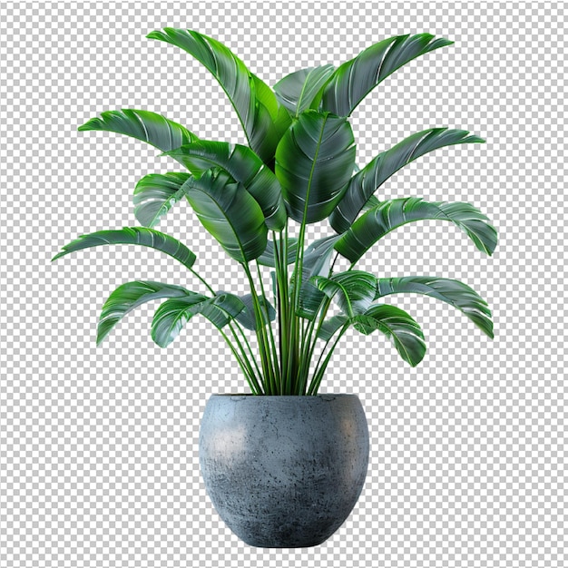 Isolated tropical leave and decorate