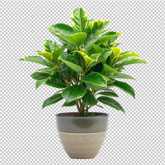 PSD isolated tropical leave and decorate