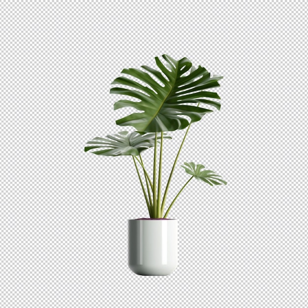 PSD isolated tropical leave on potted plant