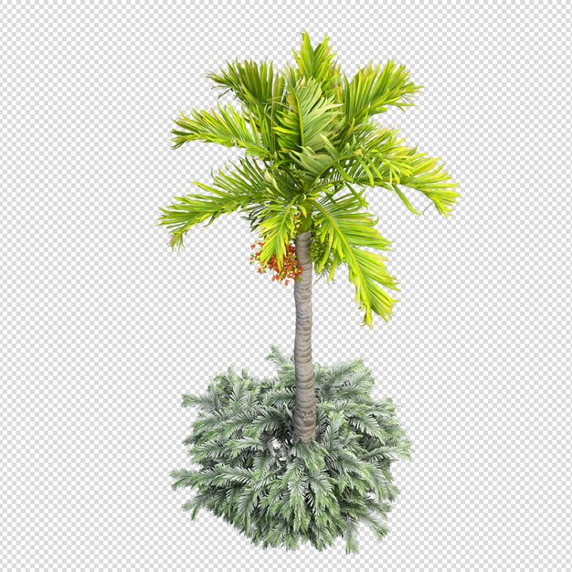 Isolated tropical palm tree in 3d rendering