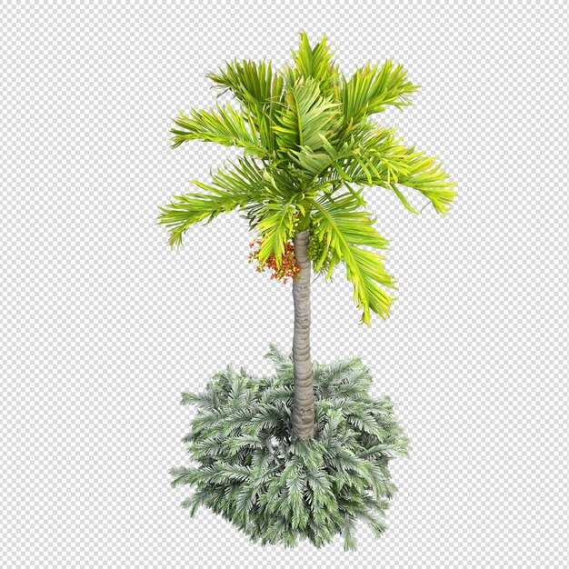 PSD isolated tropical palm tree in 3d rendering