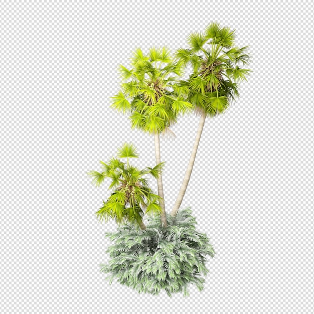 isolated tropical palm tree in 3d rendering