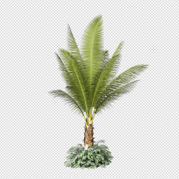 isolated tropical palm tree in 3d rendering
