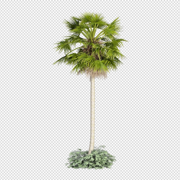 Isolated tropical palm tree in 3d rendering