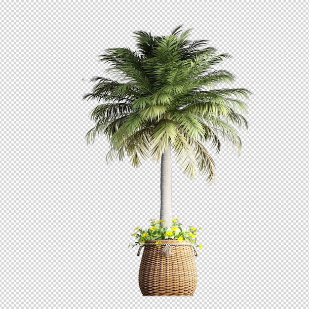 Изолированная тропическая пальма в 3d-рендеринге