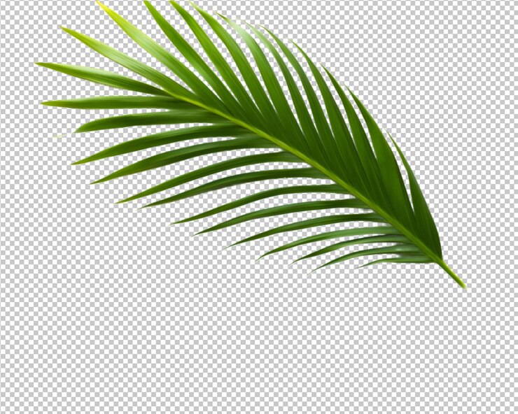 PSD 透明な背景に孤立した熱帯植物とココヤシの木