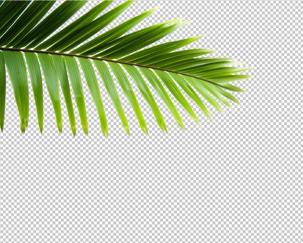 PSD isolated tropical plant and coconut palm on transparent background