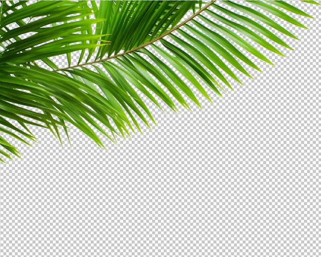 PSD isolated tropical plant and coconut palm on transparent background