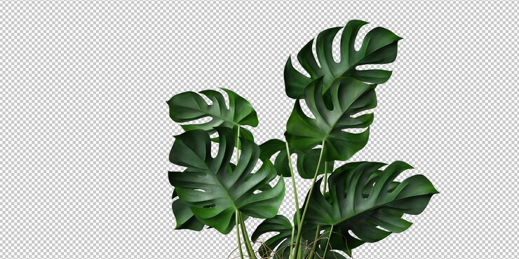 PSD isolated tropical plant and tree on transparent background