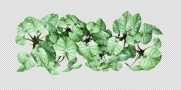 PSD isolated tropical plant and tree on transparent background