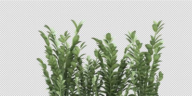 PSD isolated tropical plant and tree on transparent background