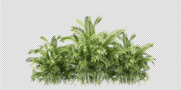 Isolated tropical plant and tree on transparent backgrounda