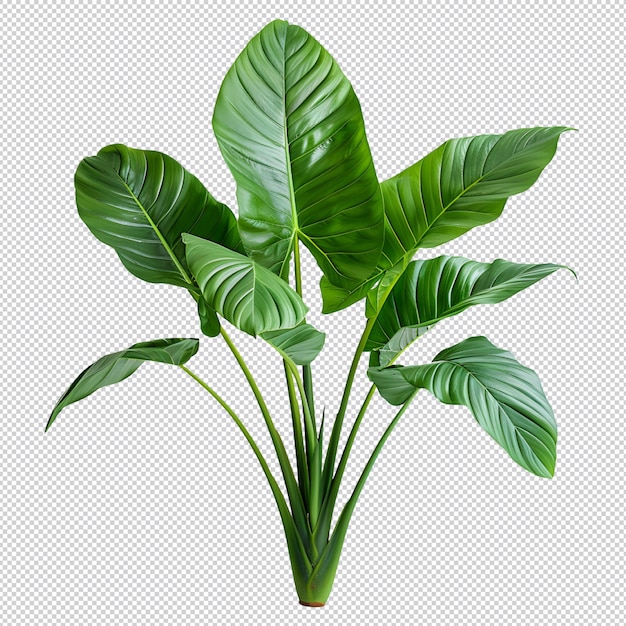 Isolated tropical plant