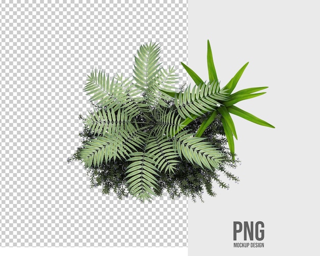 孤立的熱帶植物裝飾