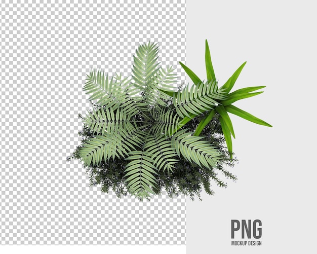 Isolated tropical plants decoration