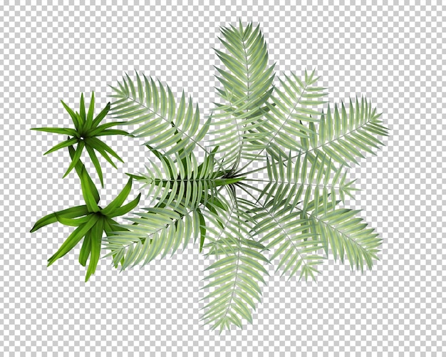 Isolated tropical plants decoration