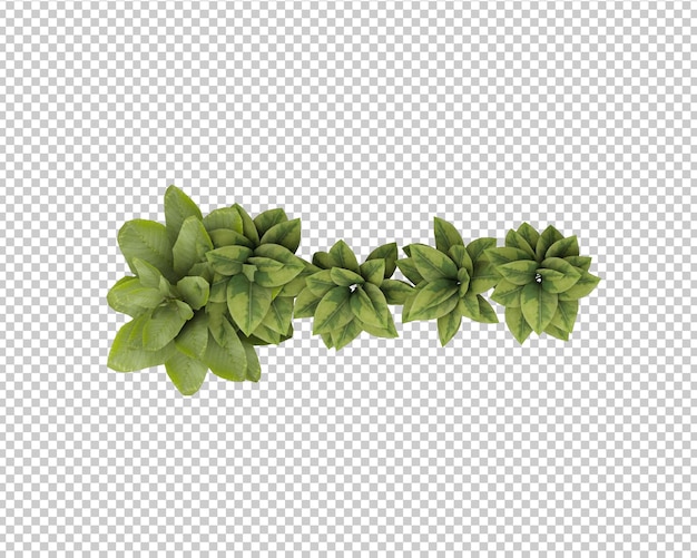 PSD isolated tropical plants decoration