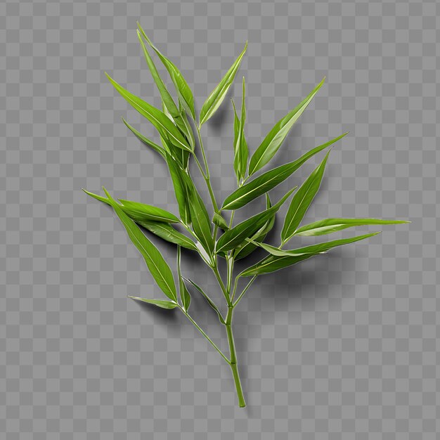 Isolated view of a sprig of bamboo leaves capturing their sl ph png psd decoration leaf transparent