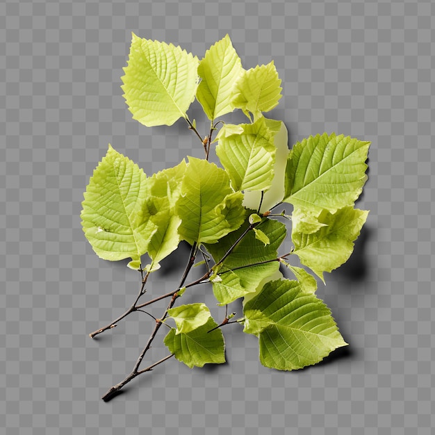Isolated view of a sprig of birch leaves highlighting their ph png psd decoration leaf transparent