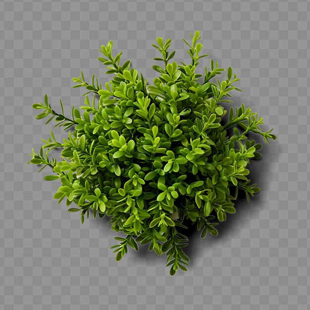 PSD isolated view of a sprig of thyme capturing its tiny leaves ph png psd decoration leaf transparent