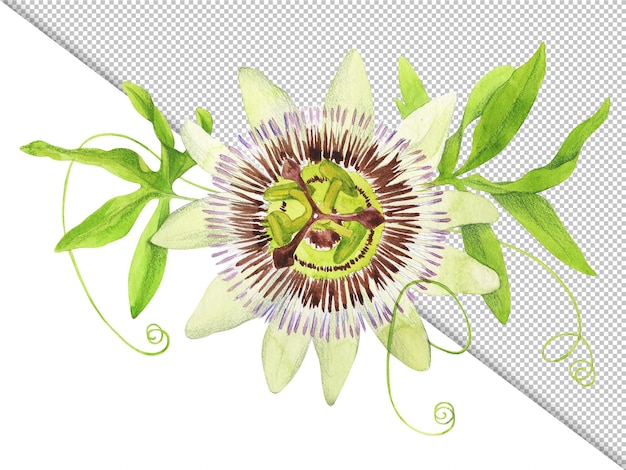 Изолированная акварельная цветочная иллюстрация пассифлоры Элемент дизайна
