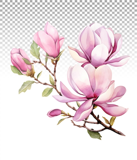 Isolated watercolor illustrationpink magnolia flowers and branches