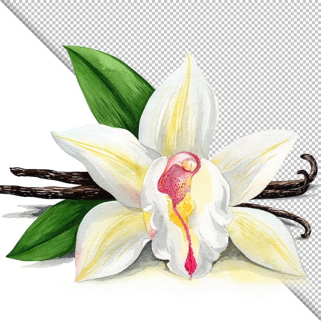 Isolated watercolor vanilla flower illustration Design element