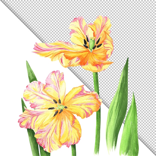 PSD illustrazione di fiori di tulipani gialli ad acquerello isolati elemento di design