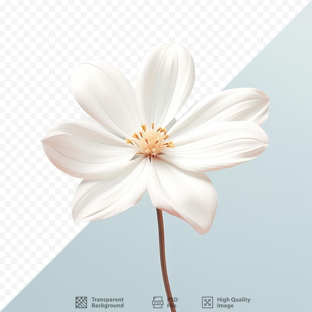 PSD isolated white bloom