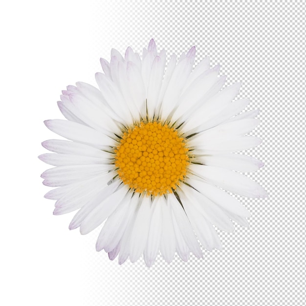 Isolated white and orange daisy with petals