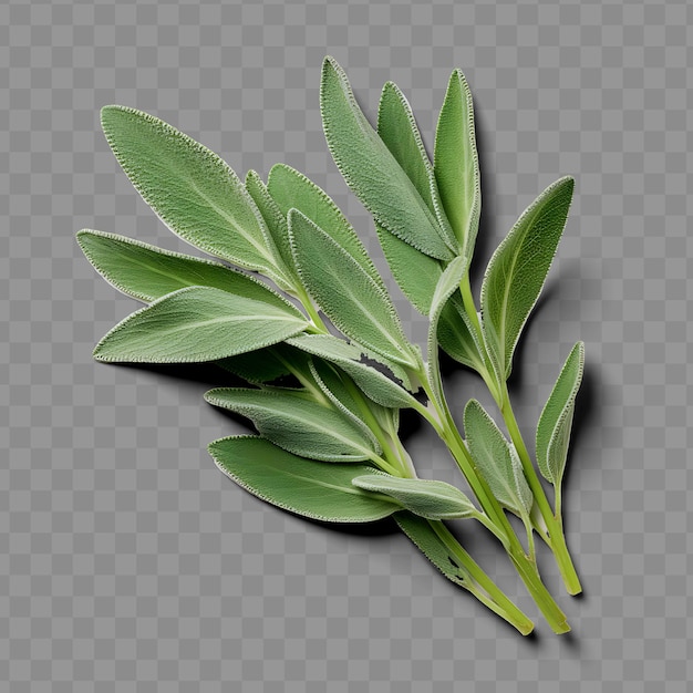 PSD isolated of wholesome sage herb highlighting its grayish gre ph png psd decoration leaf transparent
