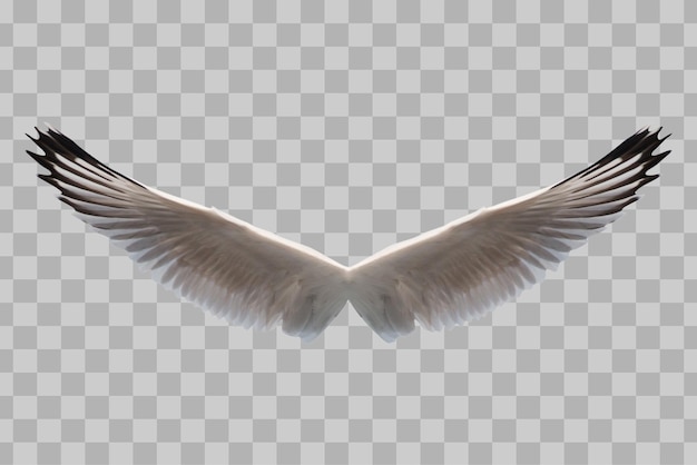 PSD isolated wings bird