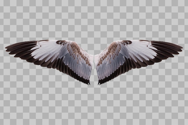 孤立した翼の鳥