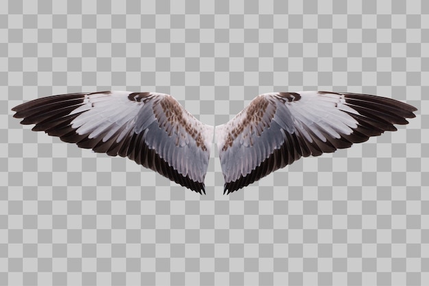 Isolated wings bird