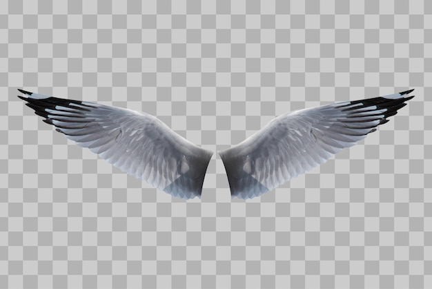 PSD isolated wings bird