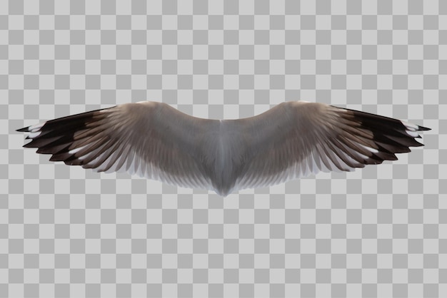 Isolated wings bird