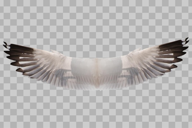 PSD isolated wings bird