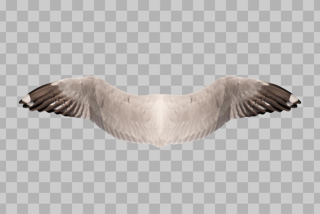 PSD Изолированные крылья птицы