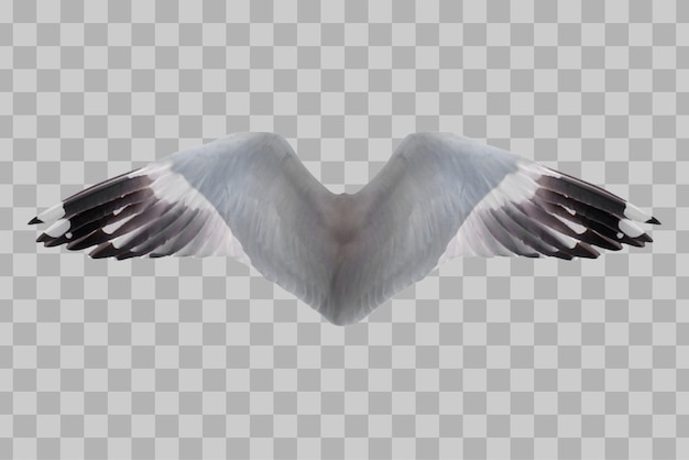 PSD isolated wings bird