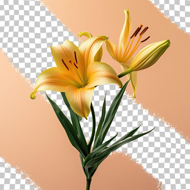 PSD isolated yellow daylily on transparent background