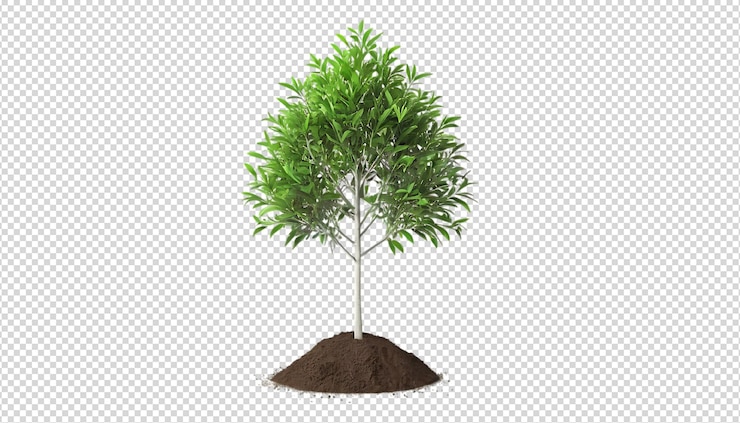 PSD isolated young tree with lush green foliage on soil