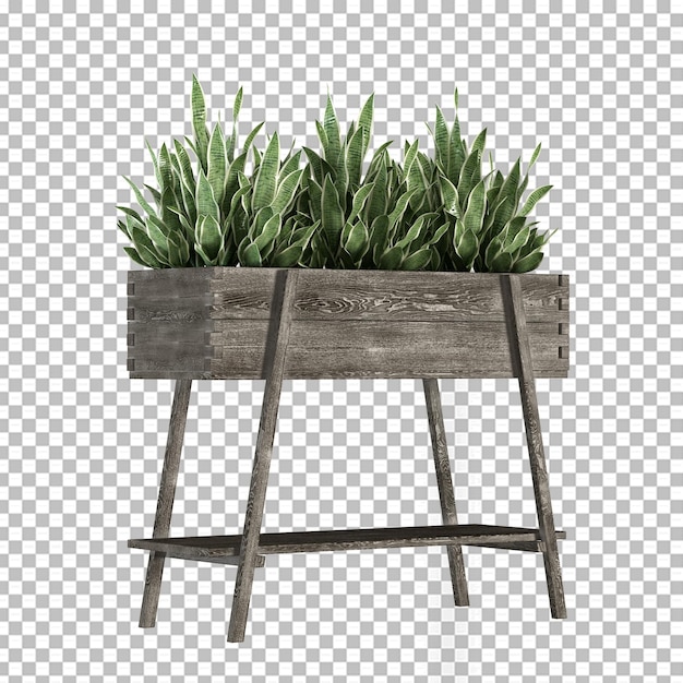 PSD isolatedplant in wooden pot in 3d rendering