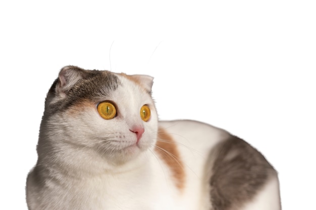 Isoleerde kat op witte achtergrond