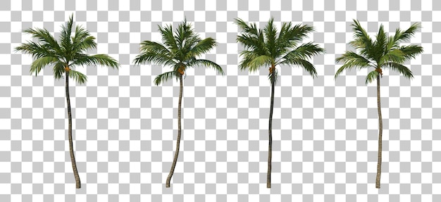 Isometric coconut trees 3d rendering