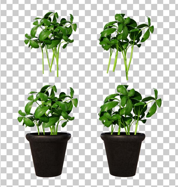 Isometric green plant 3d rendering