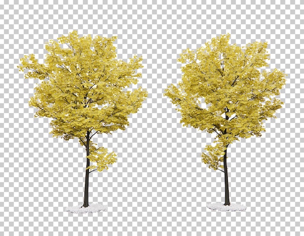 Isometric maple trees 3d rendering